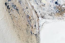 Best Black Mold Removal  in Morgantown, PA